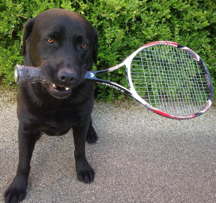 Dog holding a tennis racket