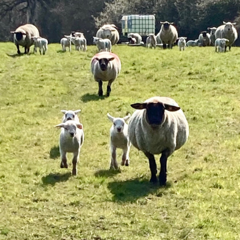 Lambs in Spring