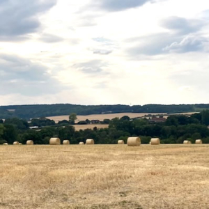 Field in late summer 22 square