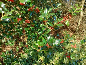 Winter Holly Berries