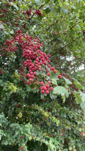 Autumn_1813 Autumn photo of branch full of red berries