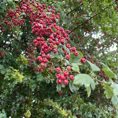 Autumn photo of branch full of red berries