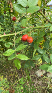 Autumn_1814 Autumn photo of 2 red berries