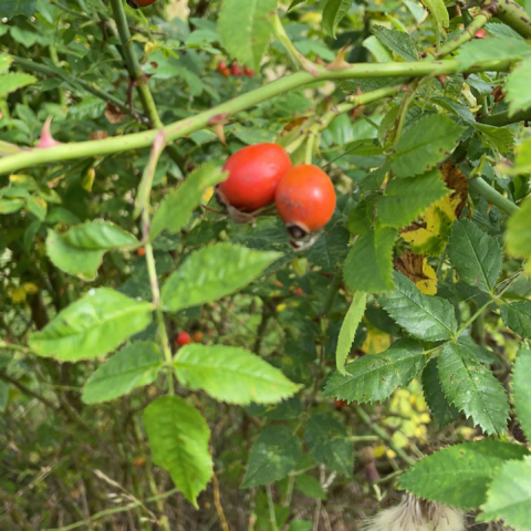 Autumn photo of 2 red berries