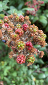 Autumn_1815 Autumn photo of blackberries