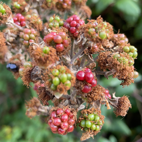 Autumn photo of blackberries