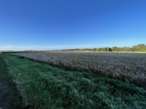 Autumn_2280 Autumn photo of fields of hay