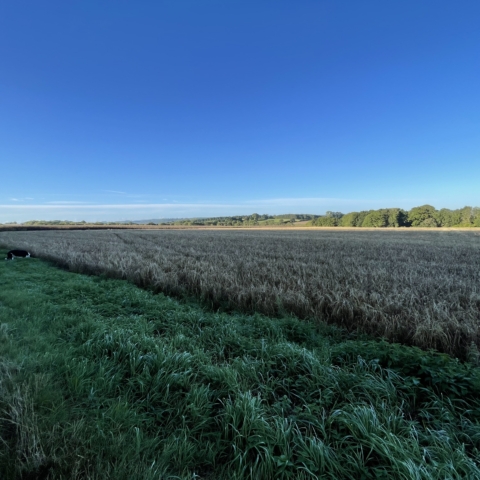 Autumn photo of fields of hay