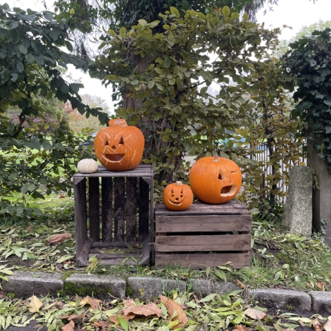Autumn photo of pumpkins