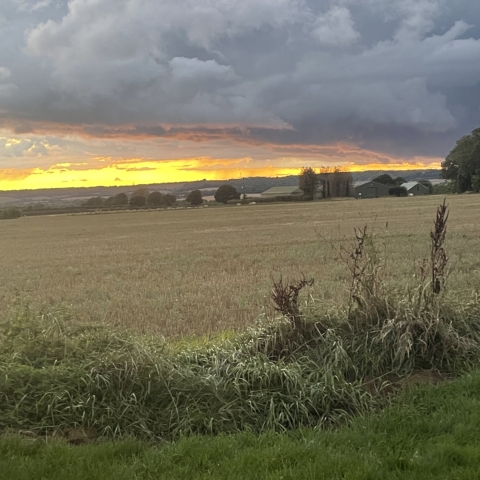 Autumn photo of sunset over field of wheat