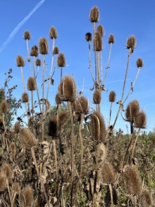 Autumn_2348 Autumn photo of fields of grasses