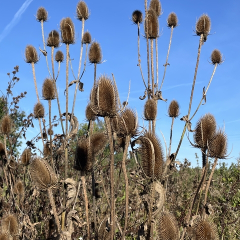 Autumn photo of fields of grasses