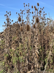 Autumn_2351 Autumn photo of fields of grasses