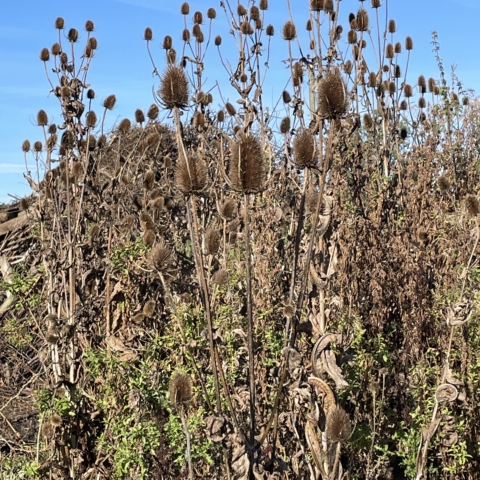 Autumn photo of fields of grasses