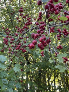 Autumn_2354 Autumn photo of bush with red berries