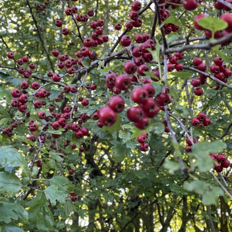 Autumn photo of bush with red berries