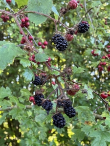 Autumn_2355 Autumn photo of bush with red berries