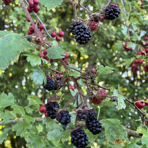 Autumn photo of bush with red berries