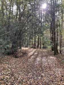 Autumn_6135 Autumn photo of leave covered path