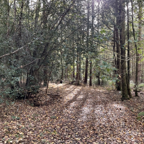 Autumn photo of leave covered path