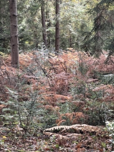 Autumn_6139 Autumn photo of ferns