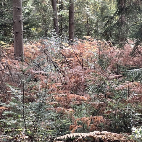 Autumn photo of ferns