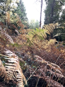 Autumn_6141 Autumn photo of ferns