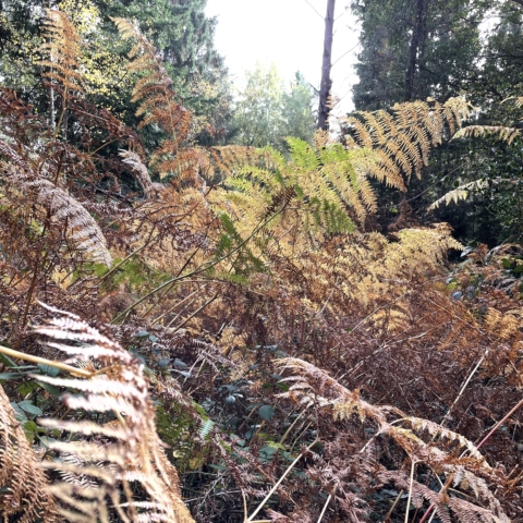 Autumn photo of ferns