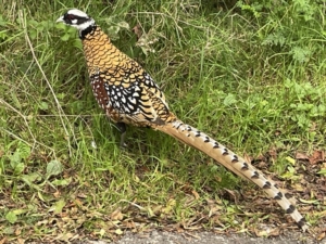Autumn_9484 Medium Autumn photo of a Pheasant