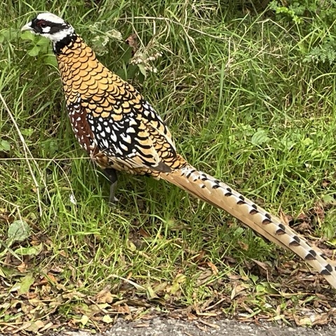 Autumn photo of a Pheasant