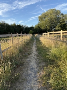 Summer view of dry grass on both sides of a sandy path