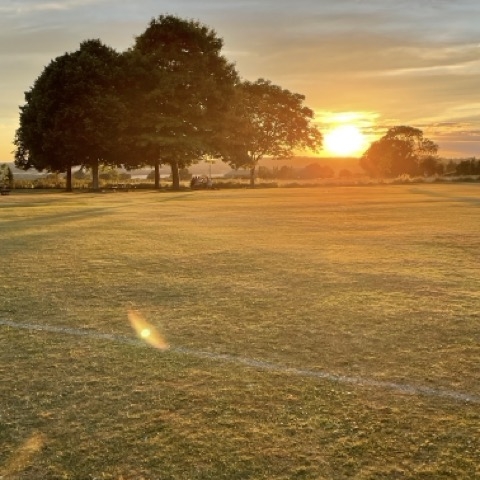 Summer view of large trees with a beautiful sunset in the distance