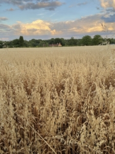 Summer view of a field of golden wheat
