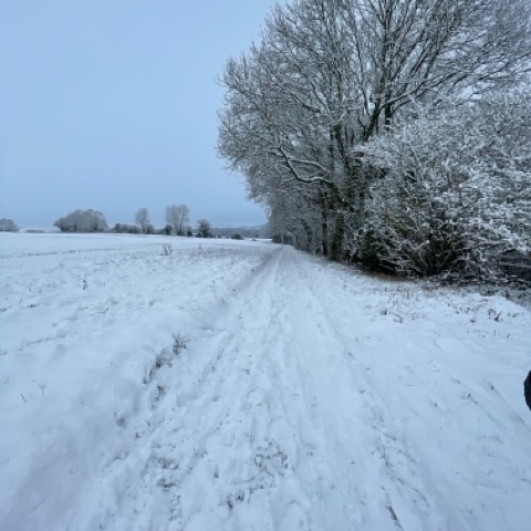 A winter scene with snow covered branches
