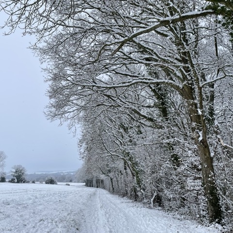 A winter scene with snow covered branches