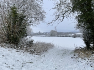 A winter scene with snow covered branches