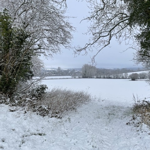 A winter scene with snow covered branches