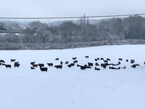 A winter scene with cattle in the snow