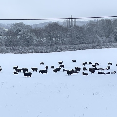 A winter scene with cattle in the snow