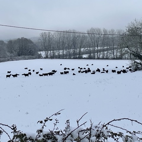 A winter scene with cattle in the snow